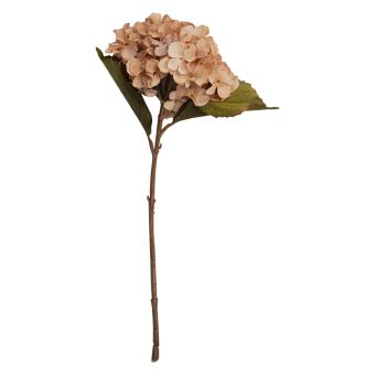Hydrangea Peach Flower