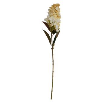 Hydrangea Cream Flower