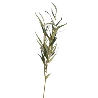 Eucalyptus Citriodora Green Stem