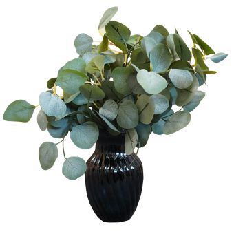 Eucalyptus In Black Vase 