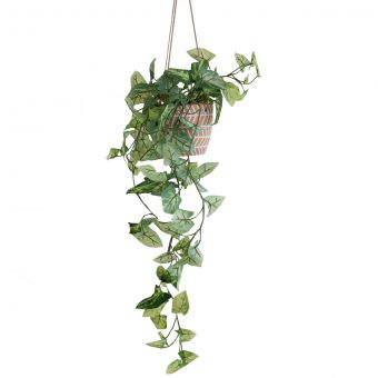 Hanging ficus in terracotta pot