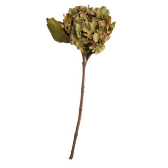 Hydrangea Olive Green Flower