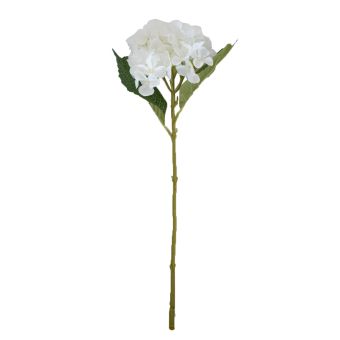 Hydrangea White Flower