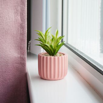 Succulent in Pink Ridged Pot