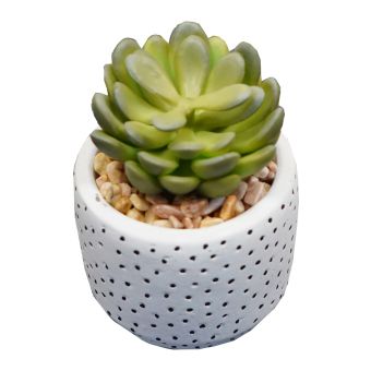 Succulent in White Spotty Pot