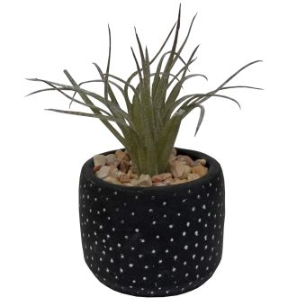 Succulent in Black Spotty Pot