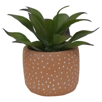 Succulent in Terracotta Pot