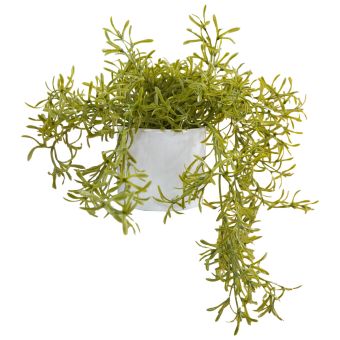 Trailing Plant In White Pot 
