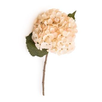 Hydrangea Blush Cream Flower