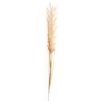 Cream Wild Grass Stem