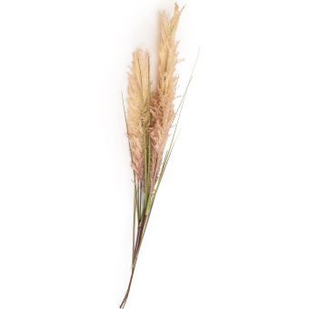 Natural Wild Grass Stem