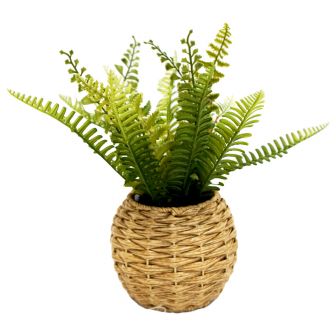 Fern Plant In Wicker Pot