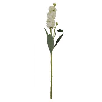 Delphinium Cream Flower