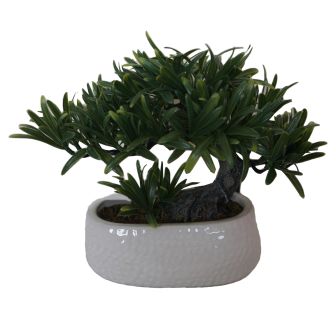 Bonsai in White Ceramic pot
