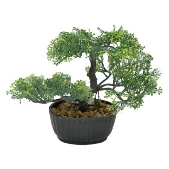 Mini Bonzi Tree