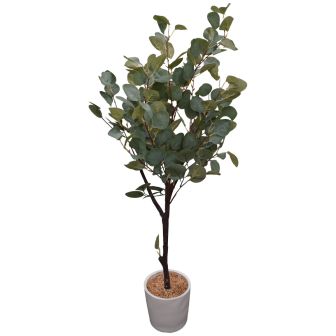 Eucalyptus Tree In Pot 