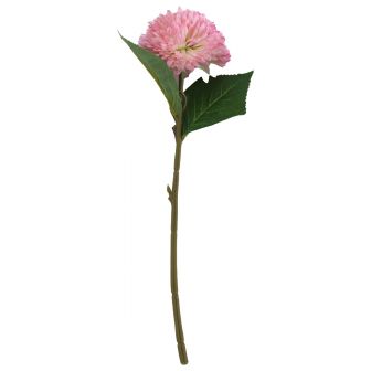 Chrysanthemum Pink and White Flower