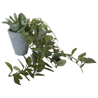 Trailing Verigated Plant in Grey Pot