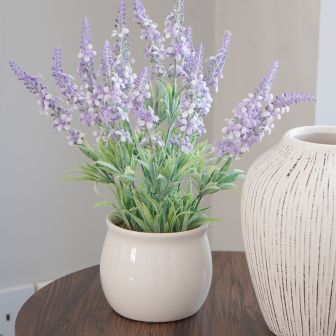 Lavender In Pot 