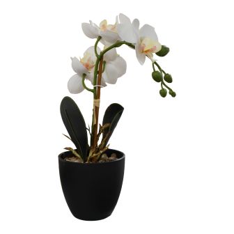 White Orchid In Black Pot 