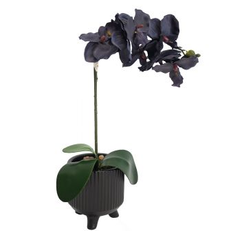 Orchid Flower in Ceramic Pot