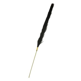 Black Pampas Grass