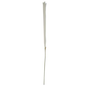 White Pampas Grass