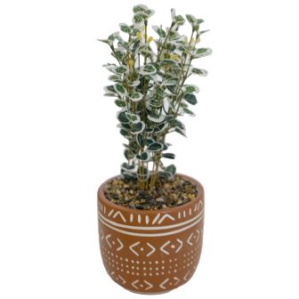 Plant in Terracotta Pot