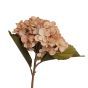 Hydrangea Peach Flower