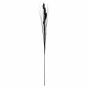 Foxtail Black Stem