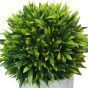 Buxus Ball Plant in White Pot