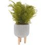 Fern in Plant Pot