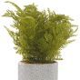 Fern in Plant Pot