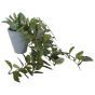 Trailing Verigated Plant in Grey Pot