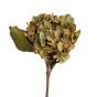 Hydrangea Olive Green Flower
