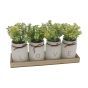 Love Potted Plants