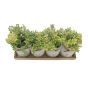 Love Potted Plants
