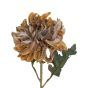 Chrysanthemum Peach Flower