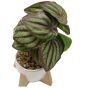 Green Plant in Ceramic Pot