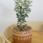 Plant in Terracotta Pot