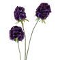 Scabiosa Stellata Plum