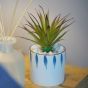 Succulent In Blue/White Pot
