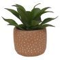 Succulent in Terracotta Pot