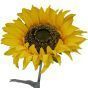 Single Stem Sunflower
