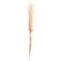 Cream Wild Grass Stem
