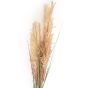 Natural Wild Grass Stem