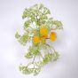 Yellow Pom Poms in Vase