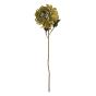 Chrysanthemum Olive Green Flower