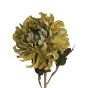 Chrysanthemum Olive Green Flower