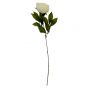 Dawn Ivory Peony